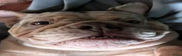 English Bulldog dogs for sale: Lilac Merle English Bulldog  - Advert 10