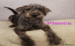Australian Labradoodle dogs for sale: Australian Labradoodle × Fox Terrier Puppies - Image 28