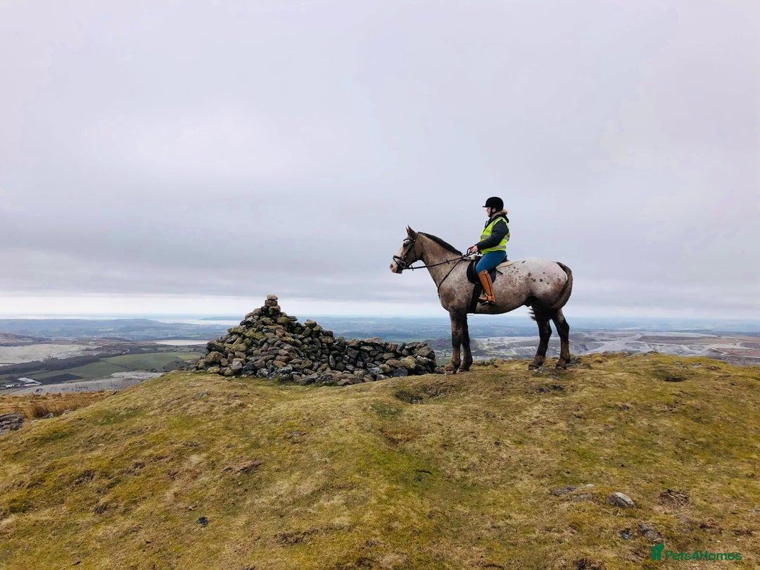 Appaloosa horses for sale: Perfect allrounder for sale - Image 16