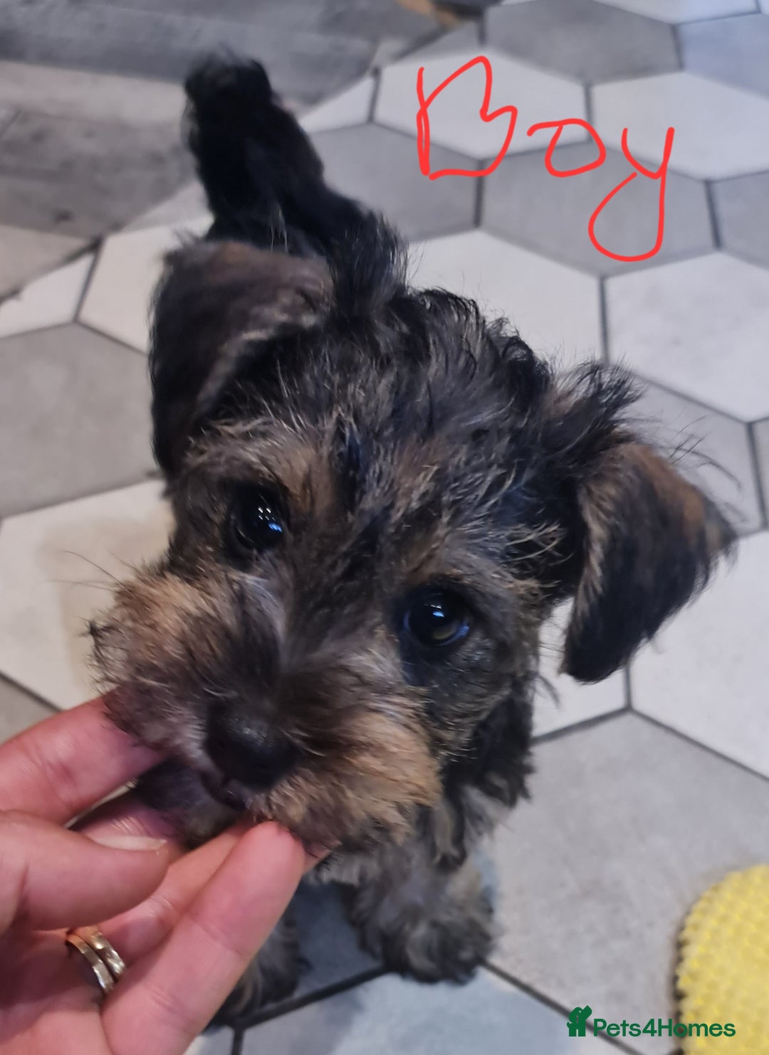 Mixed Breed dogs for sale: Mini Schnaucer/YorkshireTerrier Biewar - Image 5