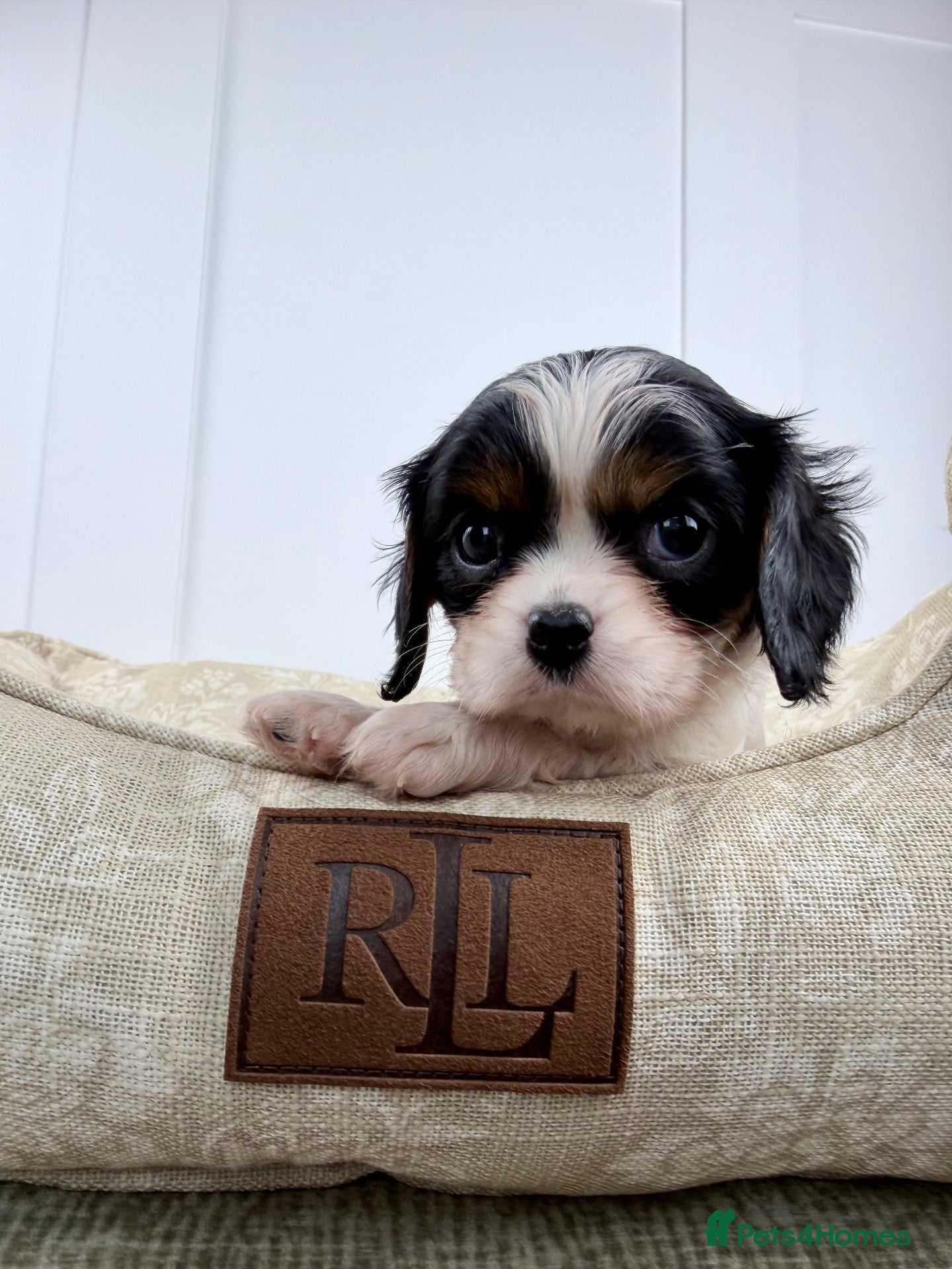 Cavalier King Charles Spaniel dogs KC registered Cavalier King Charles Spaniel.  - Advert 2