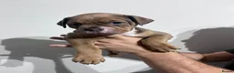 Olde English Bulldogge dogs for sale: OLDE ENGLISH BULLDOGGE PUPS, READY TO GO,NEBBR REG - Advert 22