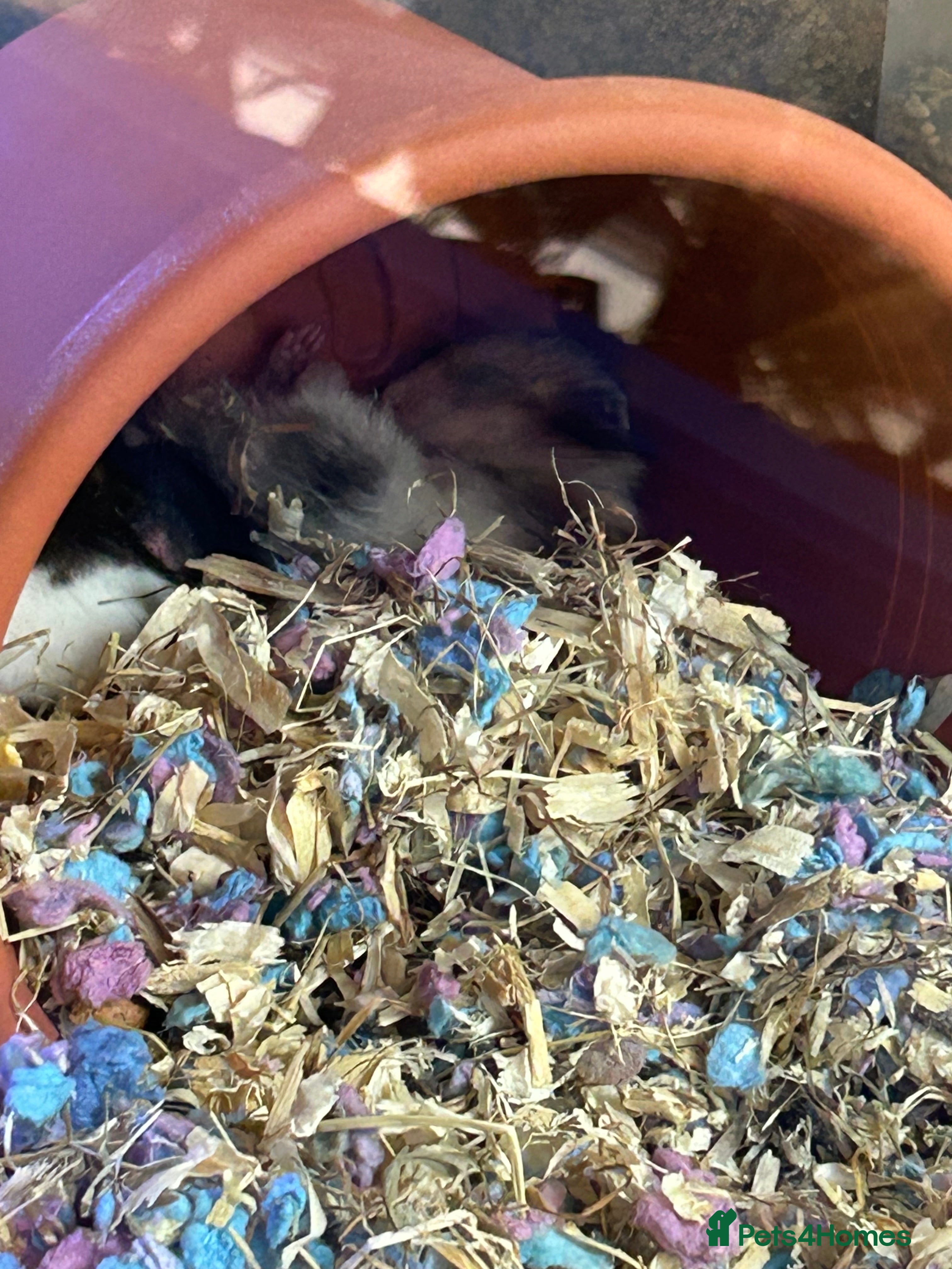 Hamster rodents Long haired Syrian hamster  - Advert 9