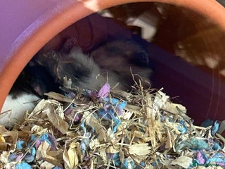 Hamster rodents Long haired Syrian hamster - Advert 1