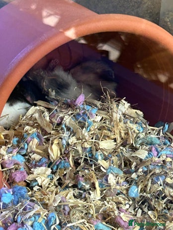 Hamster rodents Long haired Syrian hamster - Advert 3