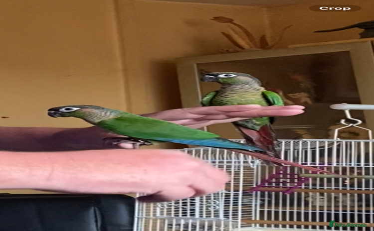 Conures birds - Advert 1