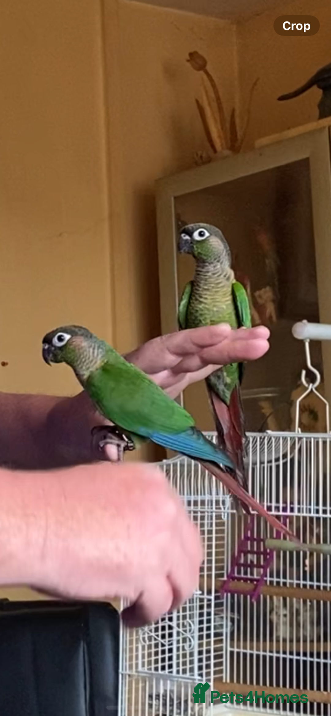 Conures birds for sale: Baby silly tame green cheek conures  - Image 1