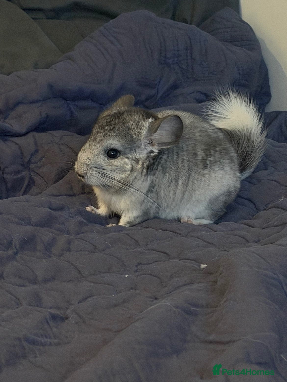 Chinchilla rodents FEMALE TAME CHINCHILLA GREY  - Advert 18