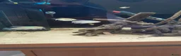 Tetras fish for sale: Congo tetra and white fin ornatus tetra in Sunderland - Advert 2