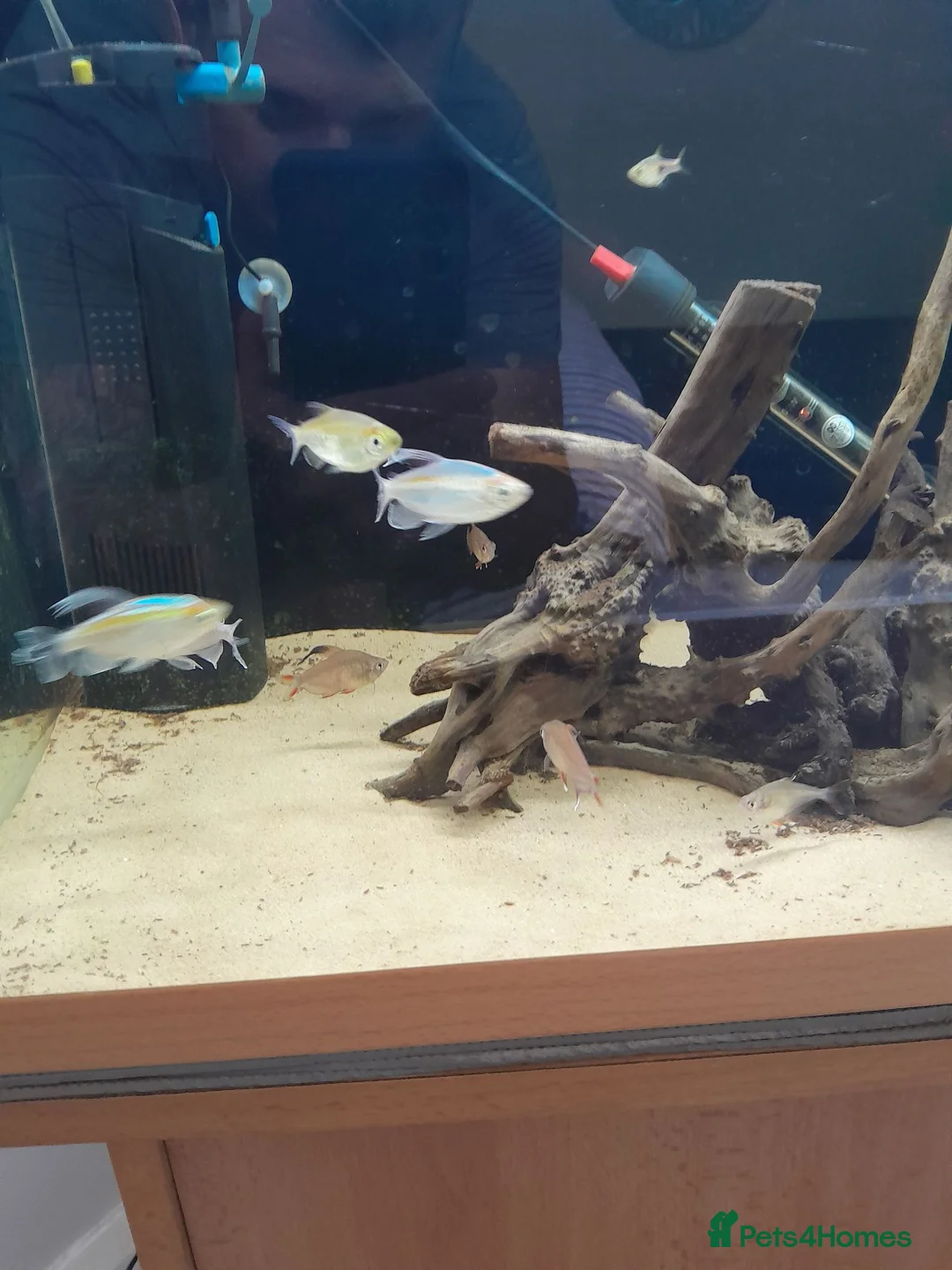 Tetras fish for sale: Congo tetra and white fin ornatus tetra in Sunderland - Advert 2