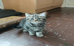 British Shorthair cats for sale: BSH. Silver/Brown Classic Tabby. - Image 4