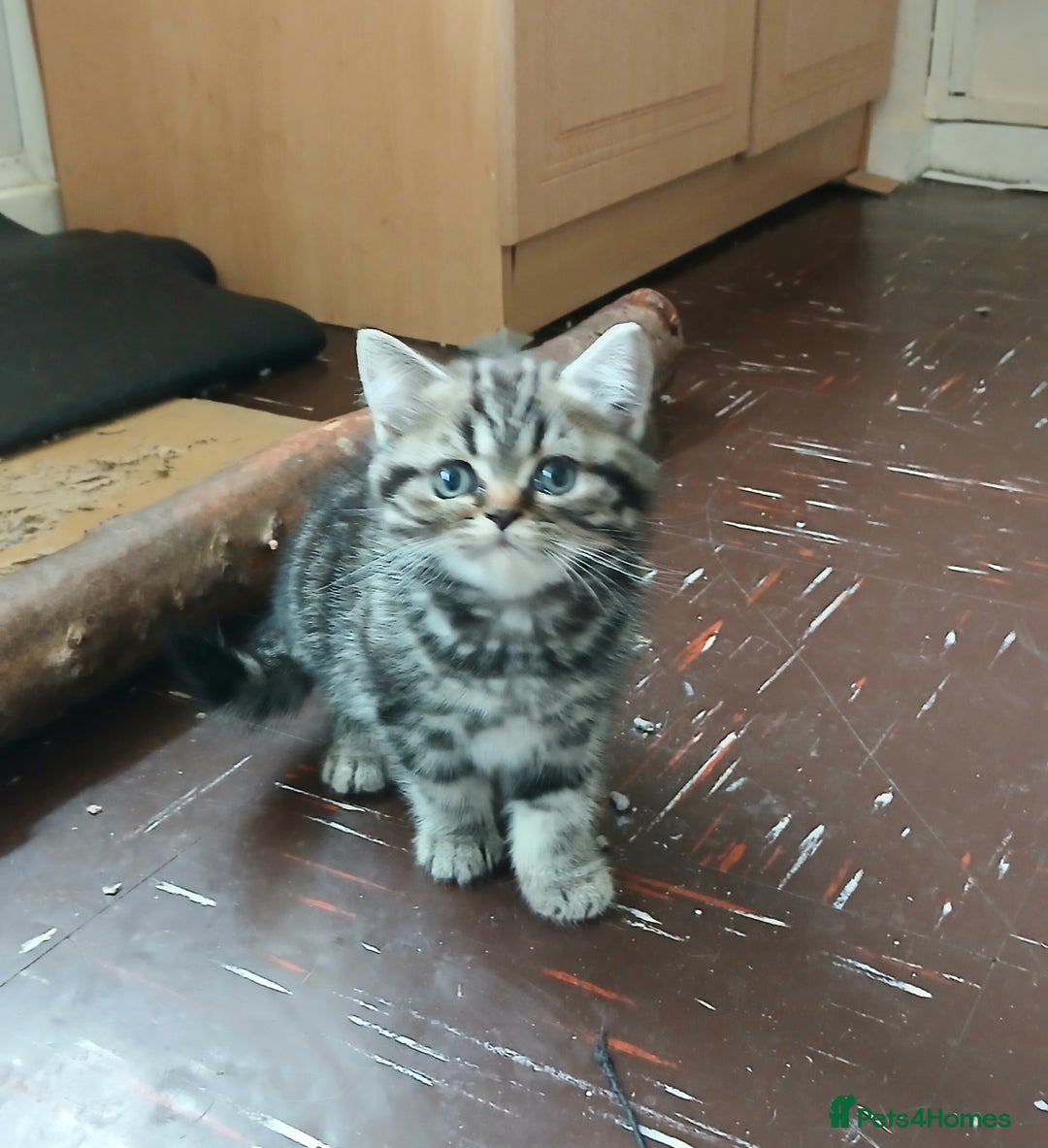 British Shorthair cats for sale: BSH. Silver/Brown Classic Tabby. - Image 4