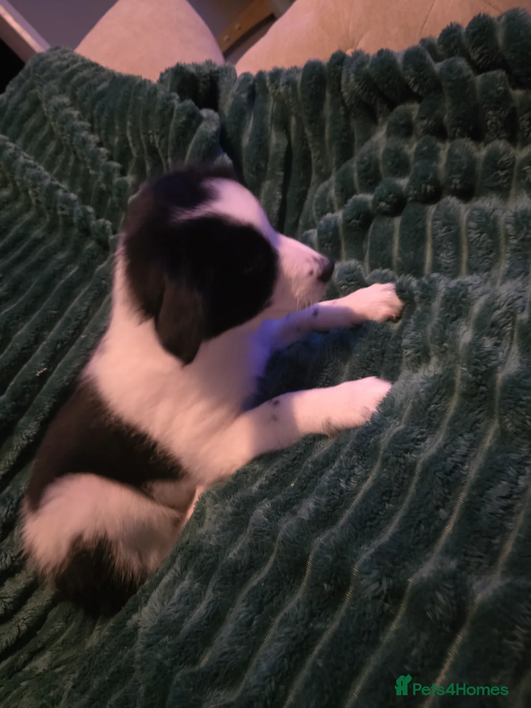 Border Collie dogs for sale: Border collie pups  - Advert 12