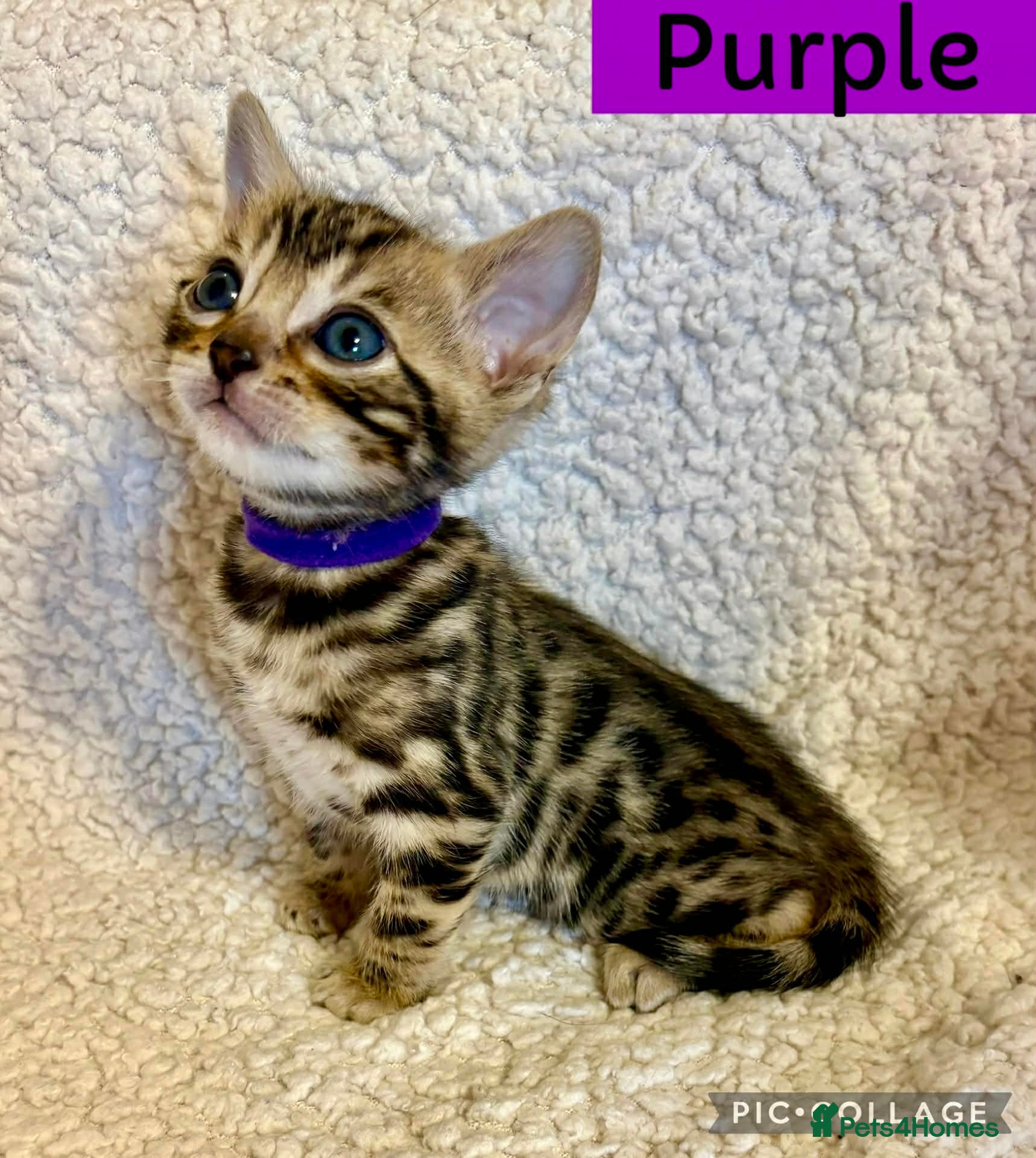 Bengal cats Beautiful Bengal Kittens for sale - Advert 1