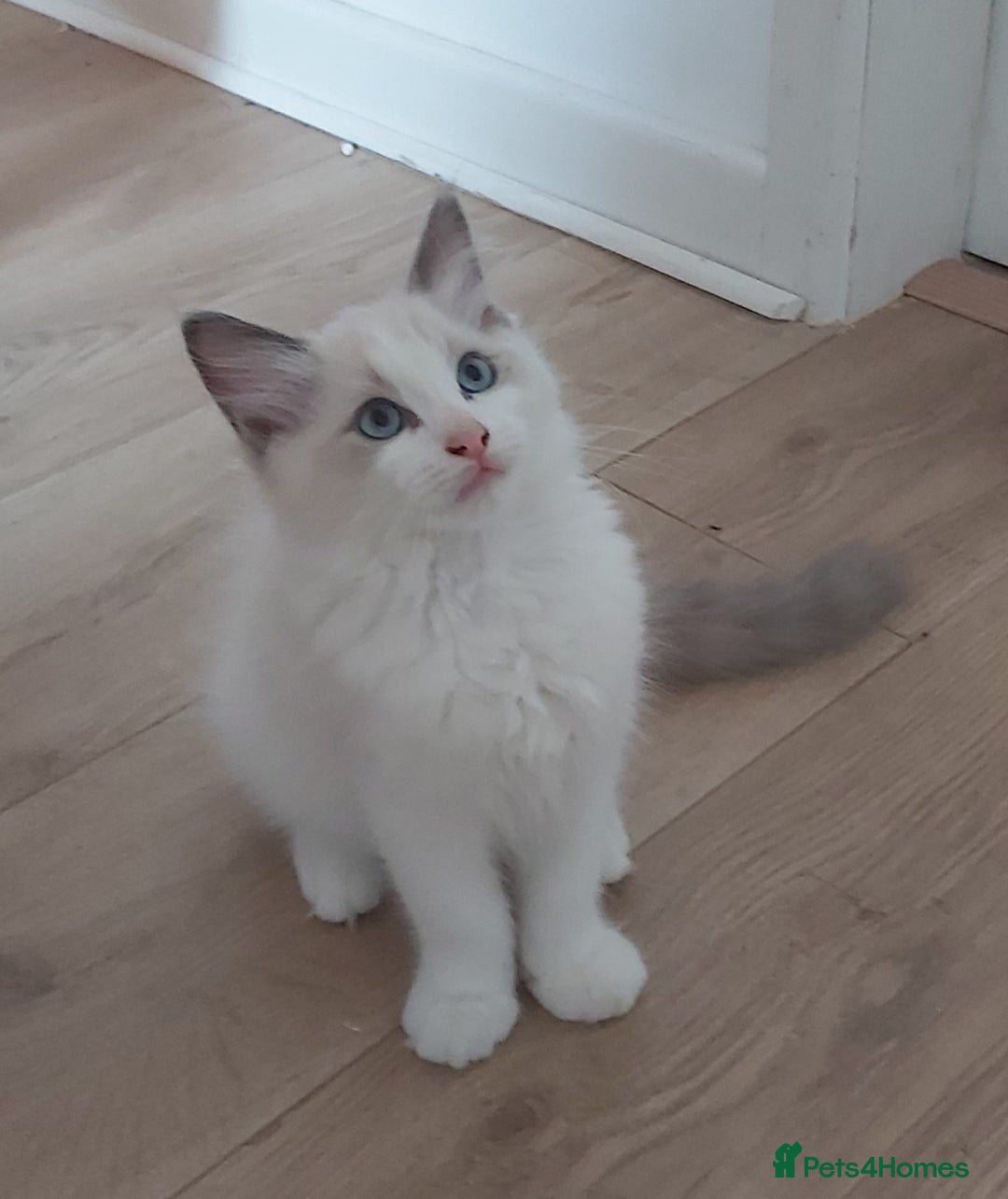 Ragdoll cats for sale: RAGDOLLS BOYS BICOLOUR VACCINATED MICROCHIPED  - Image 11