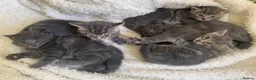 Mixed Breed cats for sale: Adorable grey kittens & tabby grey kittens  in Salisbury - Advert 11