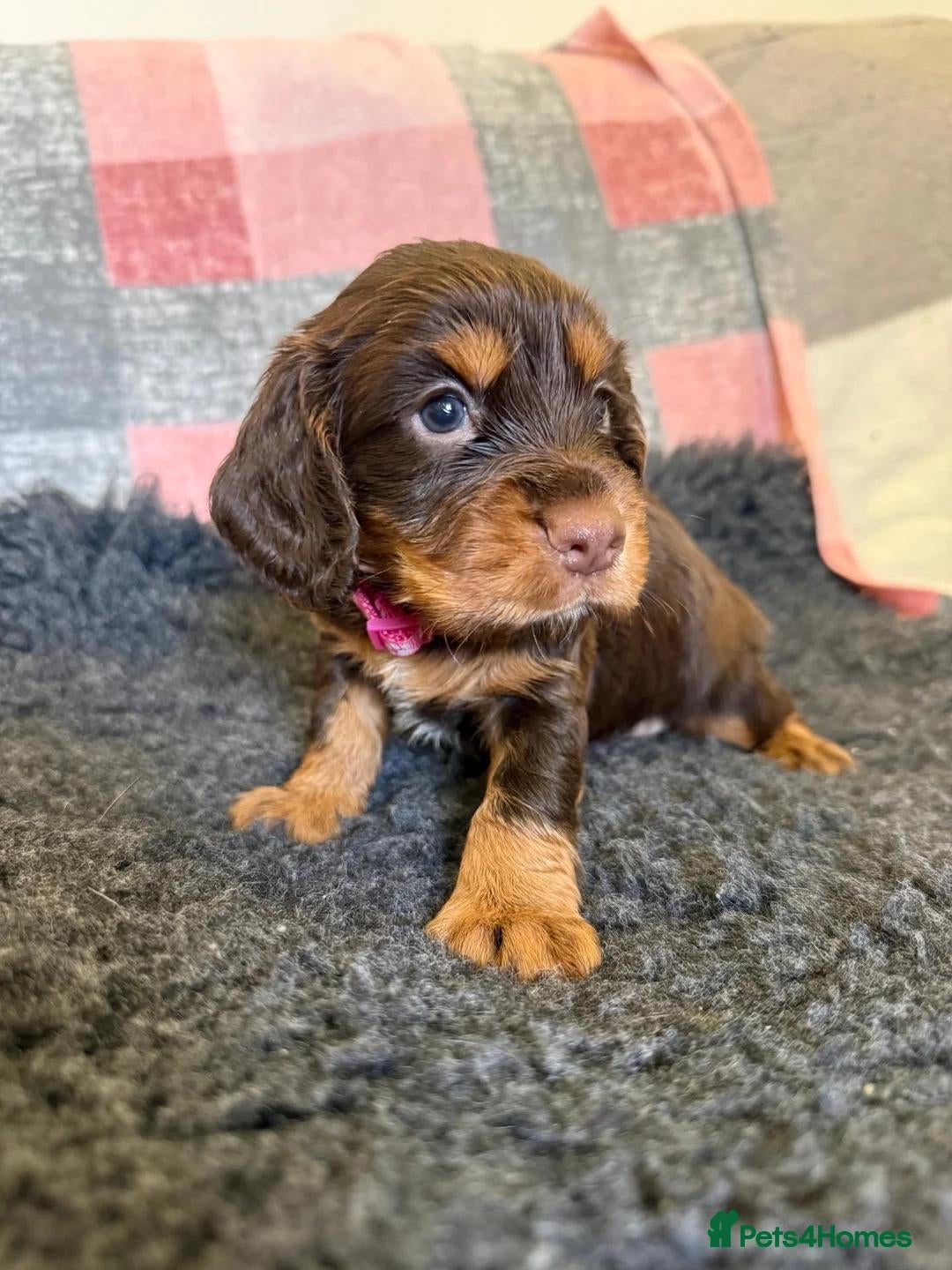 Cocker Spaniel dogs Kc Reg Brown/Tan And TriColour Working Cocker Pups - Advert 1