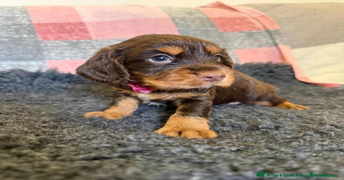 Tan Cocker Spaniel Puppies for sale | Pets4Homes