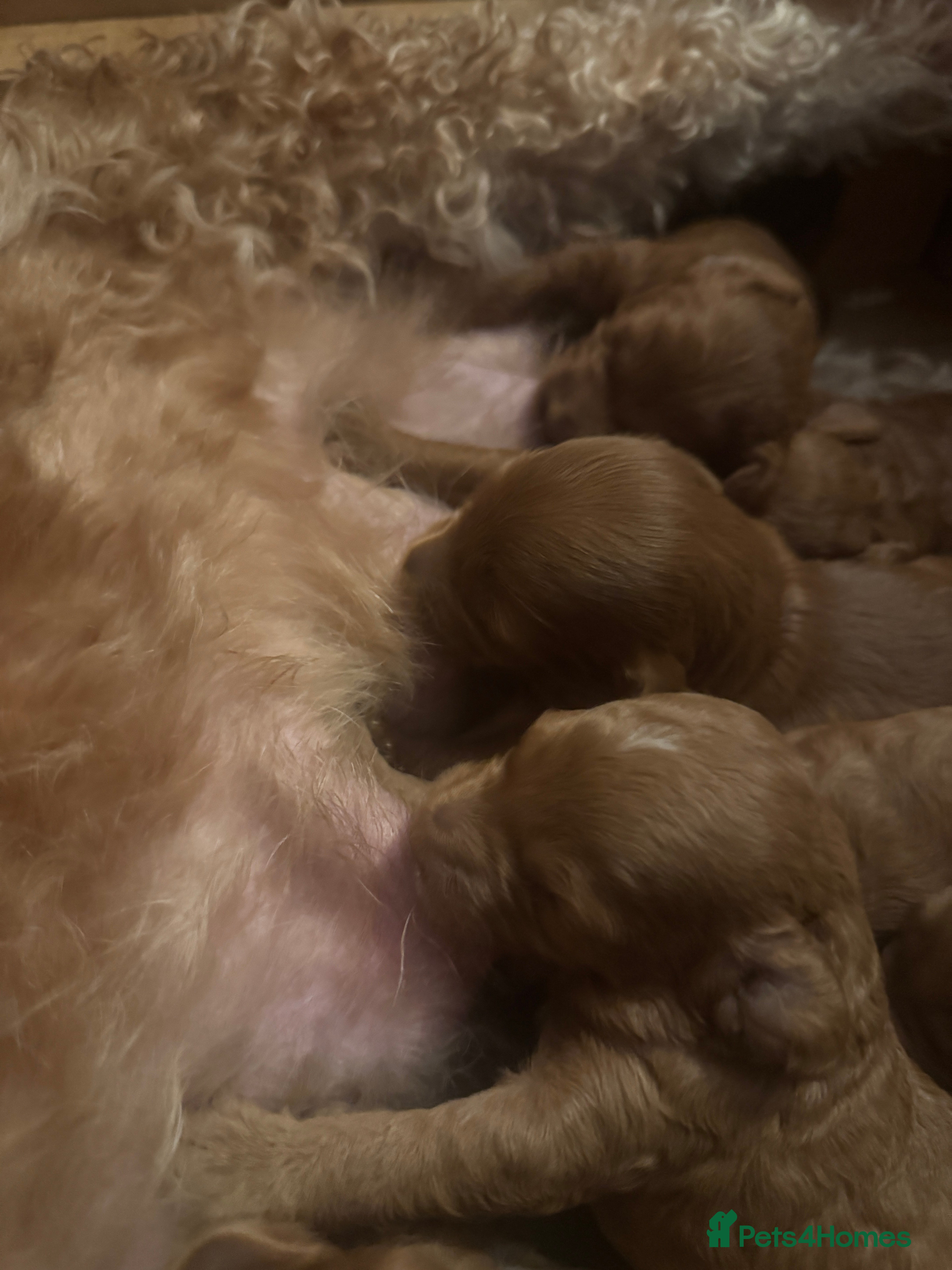 Cockapoo dogs Loving Cockapoo puppies  - Advert 6