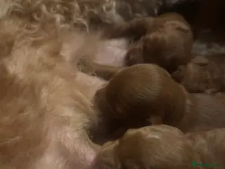 Cockapoo dogs Loving Cockapoo puppies - Advert 6