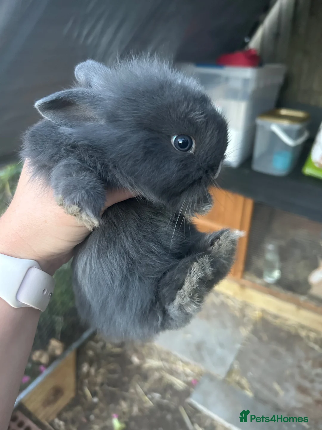 Mixed Breed rabbits for sale: Mini lionhead cross Norwegian dwarf rabbits - Advert 2