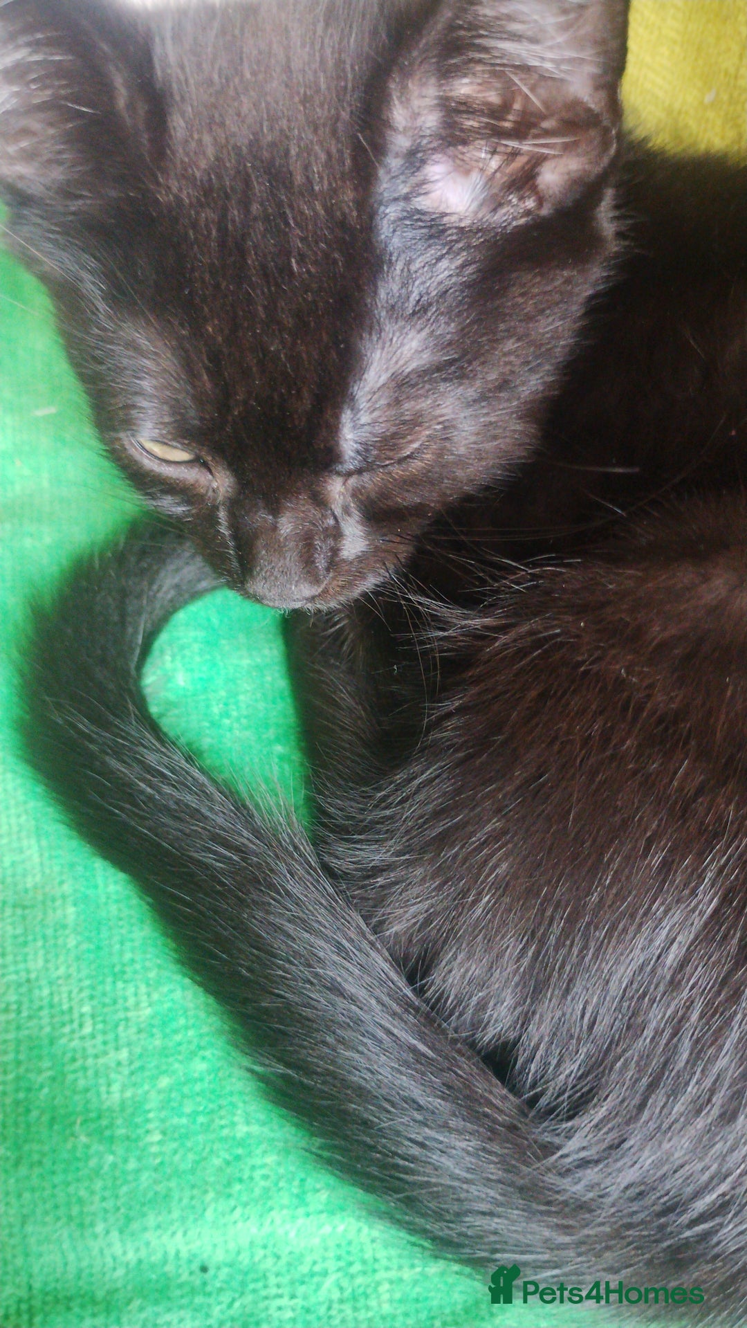 Mixed Breed cats for sale: Black kittens * Just one remaining* - Image 6