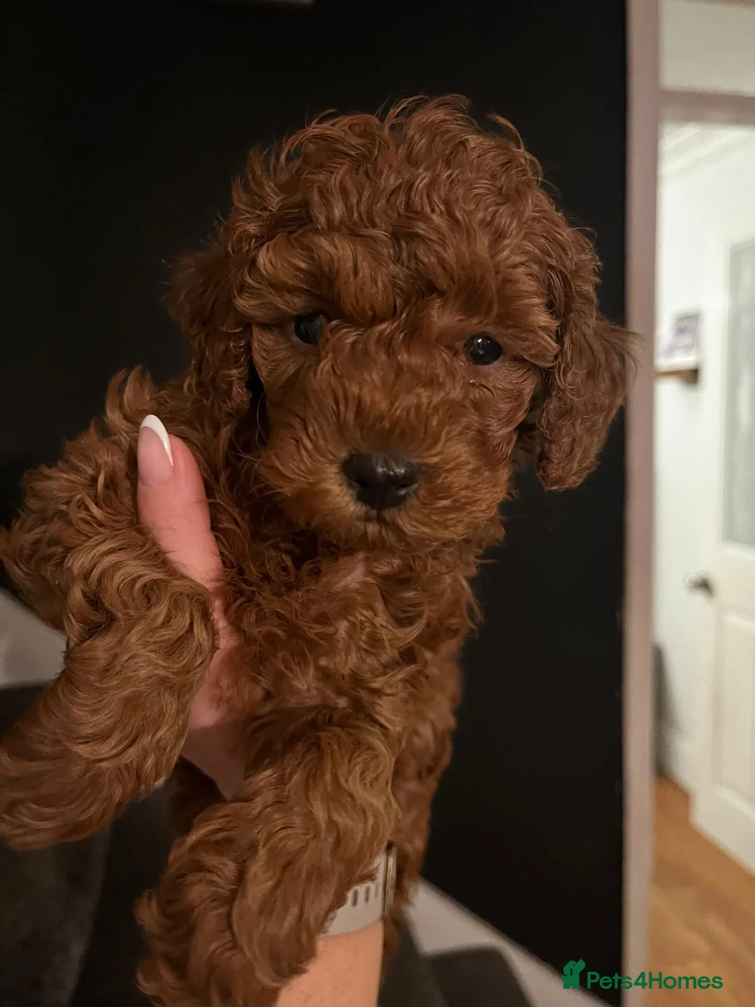 Toy Poodle dogs for sale: KC Registered Toy Poodle Puppies Available - Advert 3