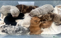 Chow Chow dogs for sale: Exotic colour Pure chow chow puppies for sale  - Image 6