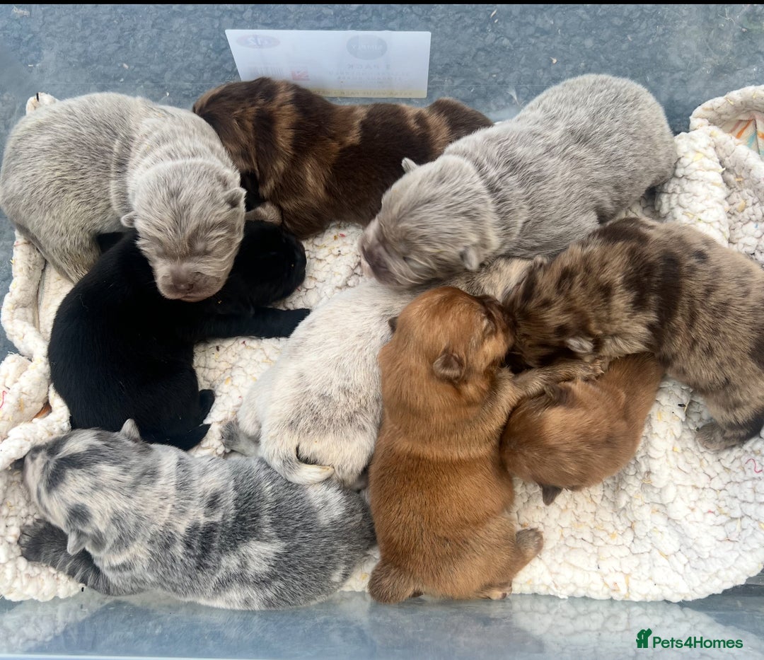 Chow Chow dogs for sale: Exotic colour Pure chow chow puppies for sale  - Image 6