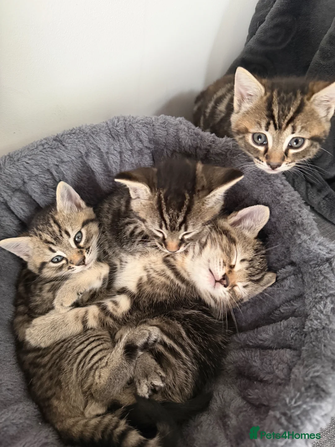 Mixed Breed cats for sale: Beautiful loving kittens for sale - Advert 1