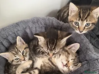 Mixed Breed cats Beautiful loving kittens for sale - Advert 1