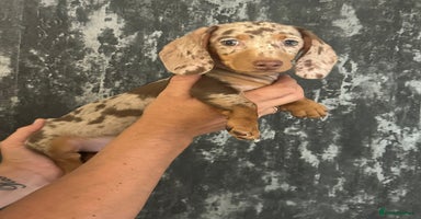 Miniature Dachshund dogs - Advert 9
