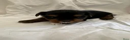 Yorkshire Terrier dogs for sale: Beautiful Yorkshire Terrier Puppies 2 Girls 3 Boys in Gateshead - Advert 16