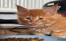 Maine Coon cats for sale: Beautiful Maine coon kitten boys - Image 4