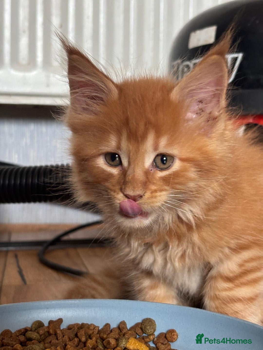 Maine Coon cats for sale: Beautiful Maine coon kitten boys - Image 4