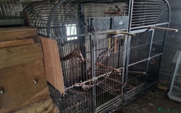 Macaws birds for sale: Proven breeding pair of Greenwing Macaws - Image 9