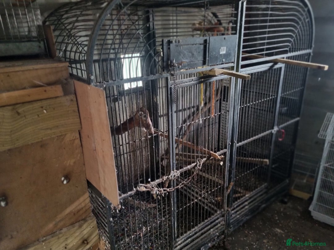 Macaws birds for sale: Proven breeding pair of Greenwing Macaws - Image 9