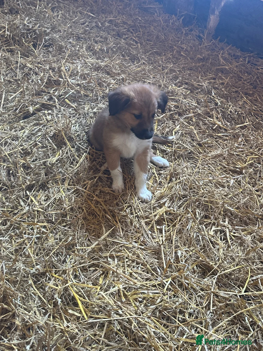 Welsh Collie dogs for sale: 4 beautiful Welsh collie male pups - Advert 11