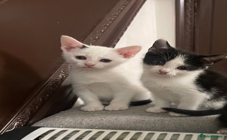 Mixed Breed cats - Advert 10