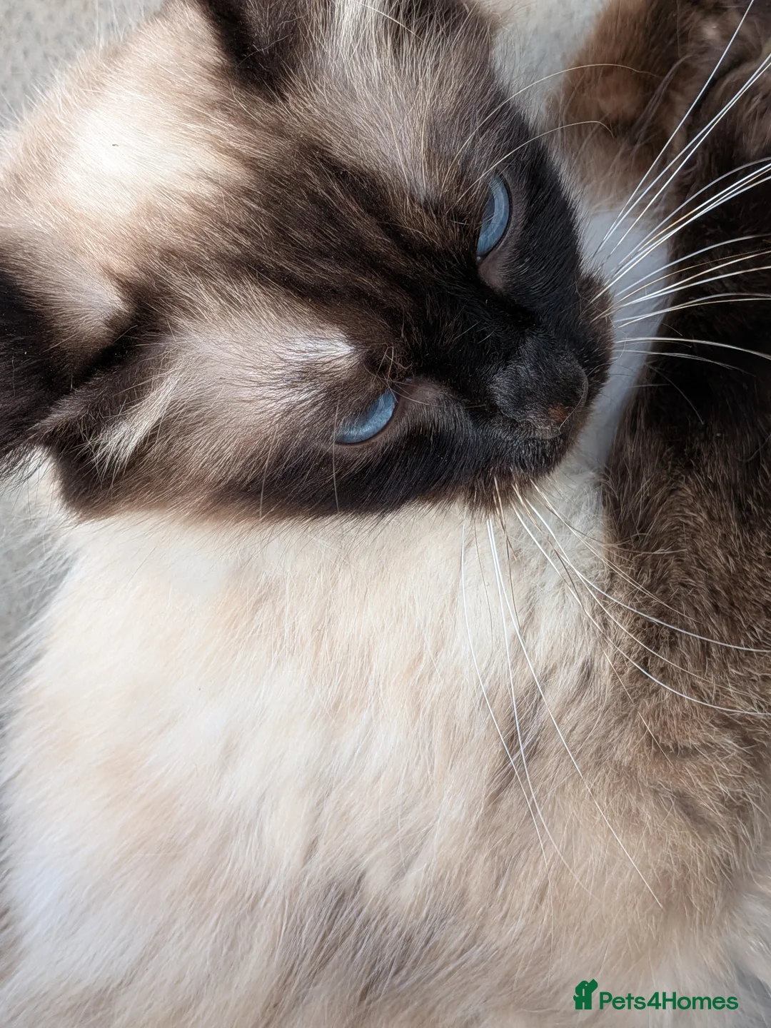 Mixed Breed cats for sale: Ragdoll cross kittens  in Wisbech - Advert 1