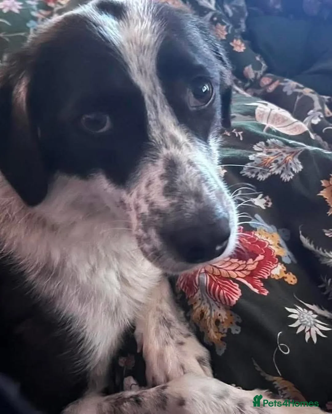 Mixed Breed dogs for adoption: Fabulous Florence - Advert 6