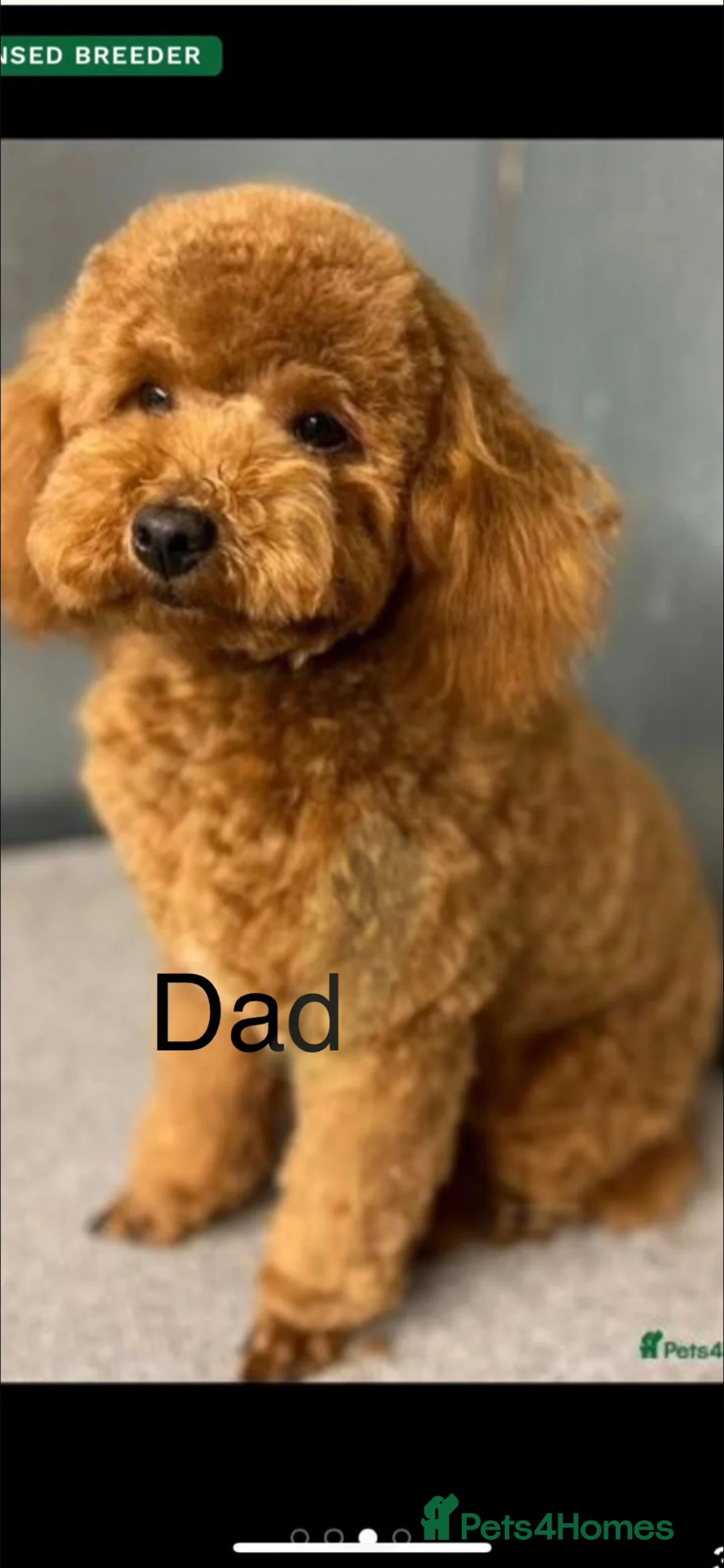 Cavapoo dogs for sale: Stunning red Cavapoo pups  - Advert 11
