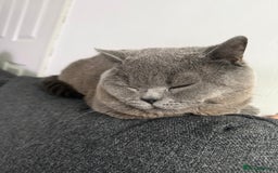 British Shorthair cats for sale: Grey Teddy plush British short hair  - Image 4