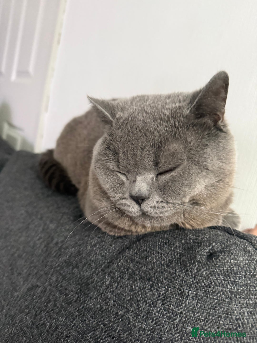 British Shorthair cats for sale: Grey Teddy plush British short hair  - Image 4