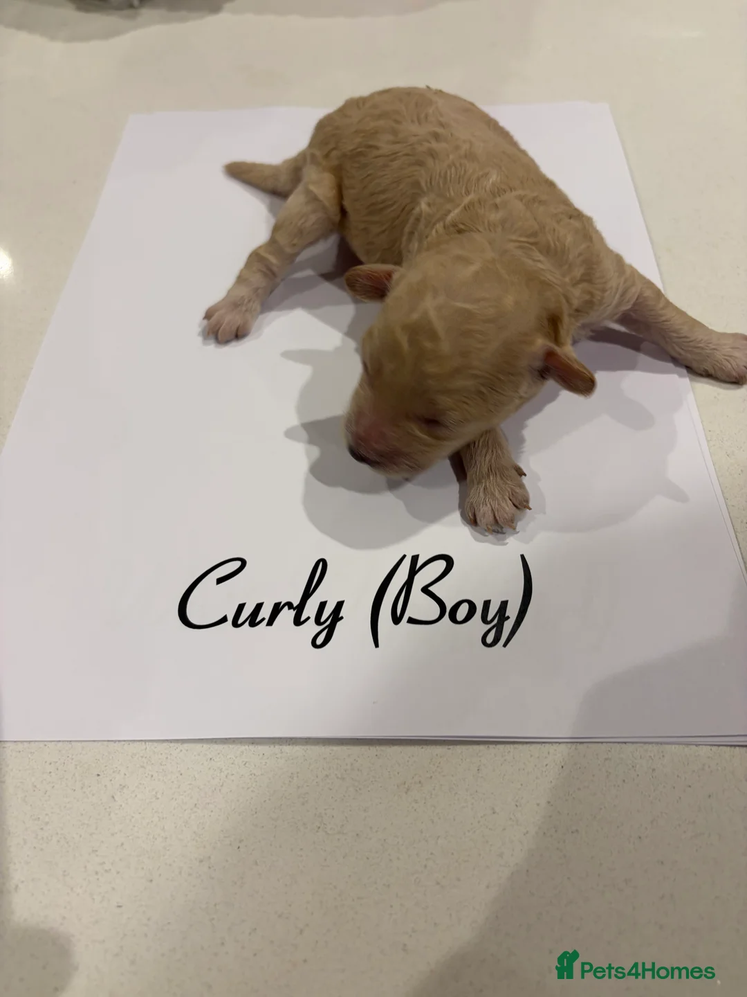 Poochon dogs for sale: 🐾Miniature Poochon puppies sold 8/2/26 - Advert 12