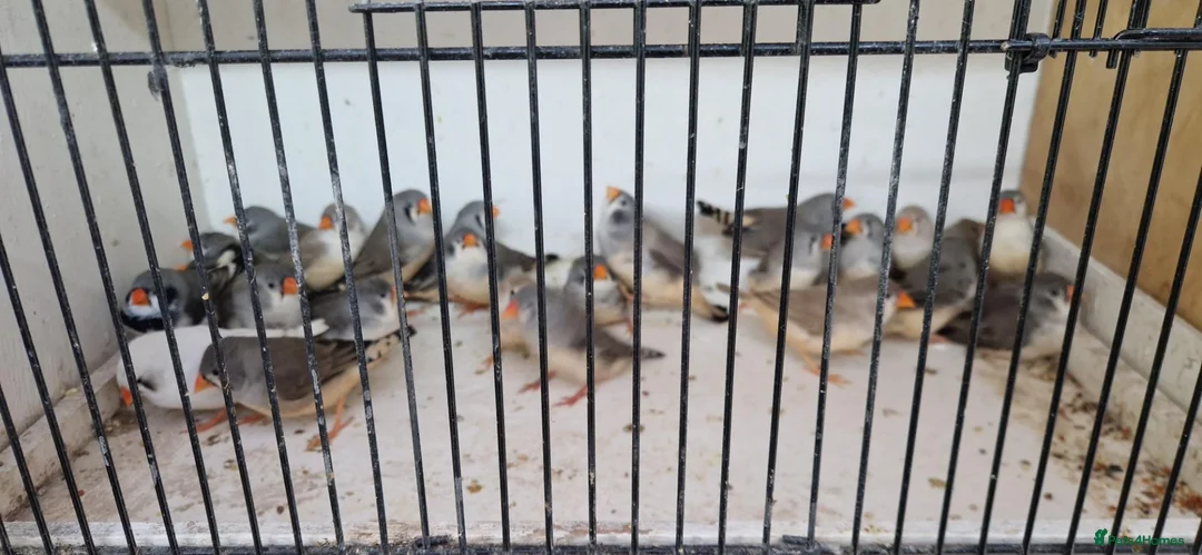 Finches birds for sale: Zebra Finches For Sale in Tadley - Advert 2