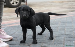Labrador Retriever dogs for sale: Labrador puppies 2 male black KC reg - Image 1