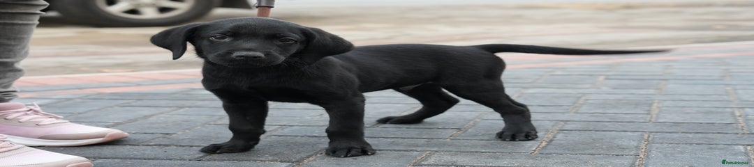 Black male Labrador Retriever Puppy 