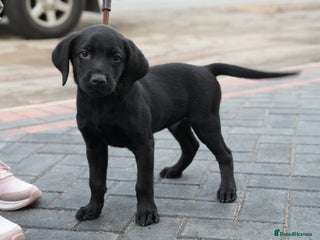 Labrador Retriever dogs - Advert 1