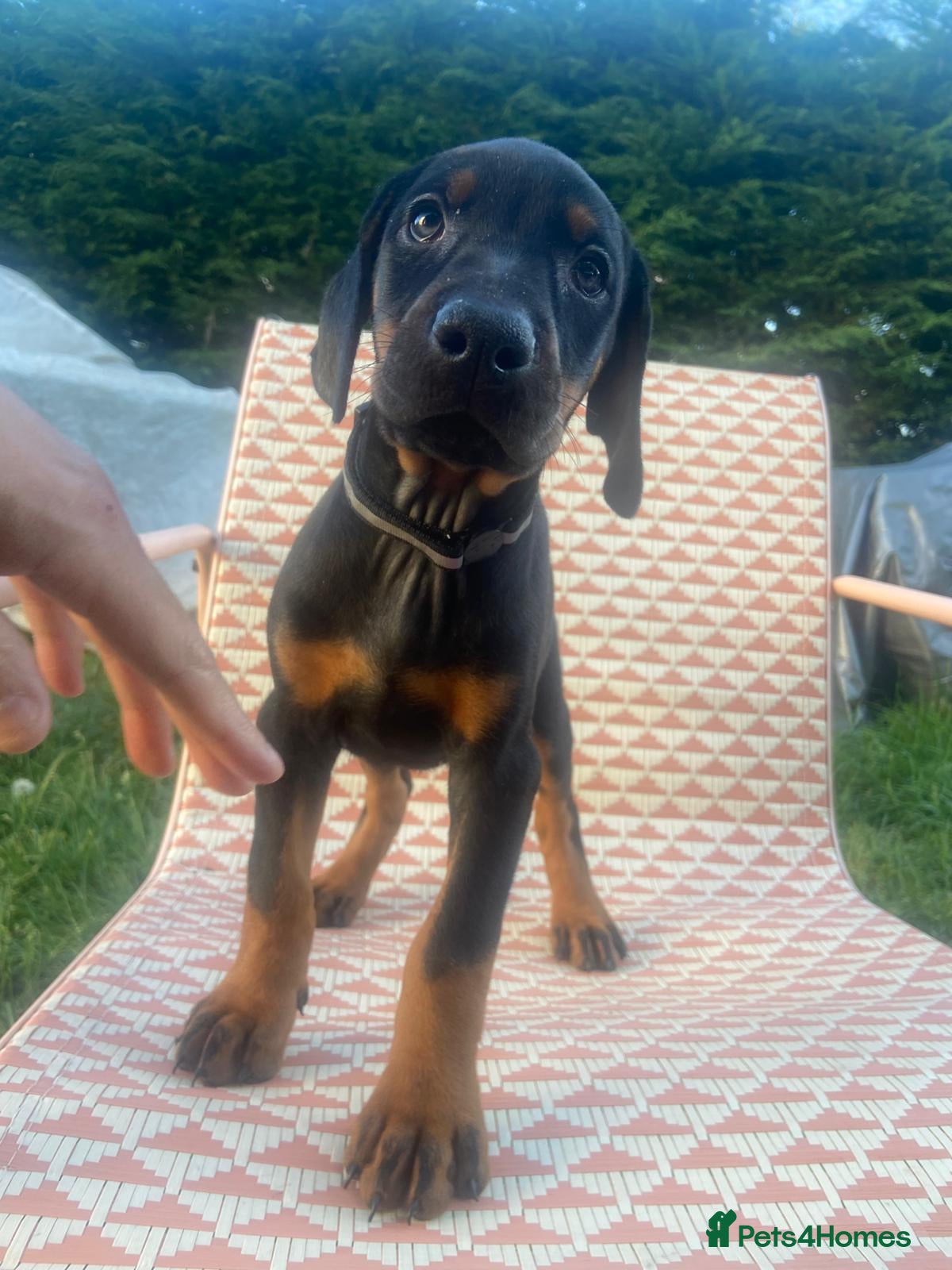 Dobermann dogs Doberman puppies ready today  - Advert 17